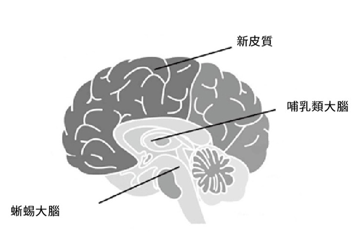 蜥蜴腦