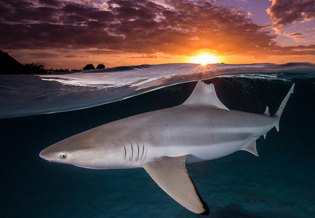 Sharky Sunset