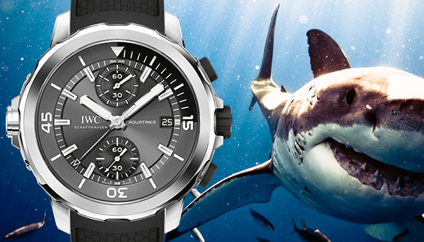 與海洋王者面對面　IWC海洋時計計時腕錶「鯊魚」特別版